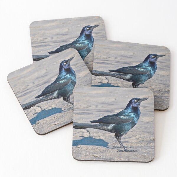 Item preview, Boat-tailed Grackle Photo designed and sold by LauraWolfArtist.