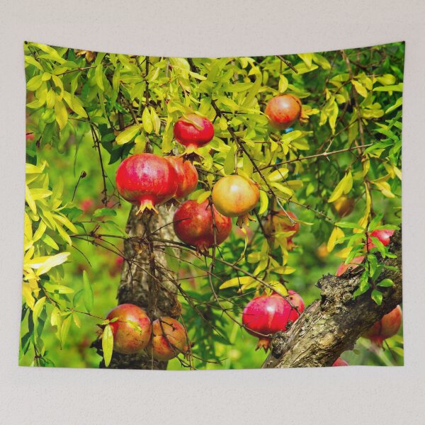 Artikelvorschau, Granatapfelbaum reife Frucht entworfen und verkauft von worldways.