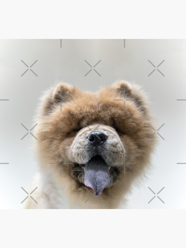 Friendly 2024 chow chow