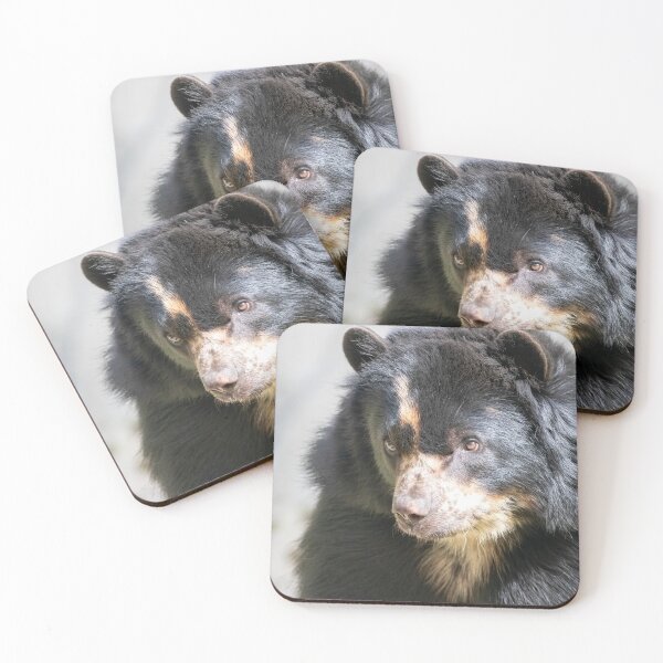 Item preview, Brienne the Andean Bear at the National Zoo designed and sold by Zoo and Nature Photography by Karie.