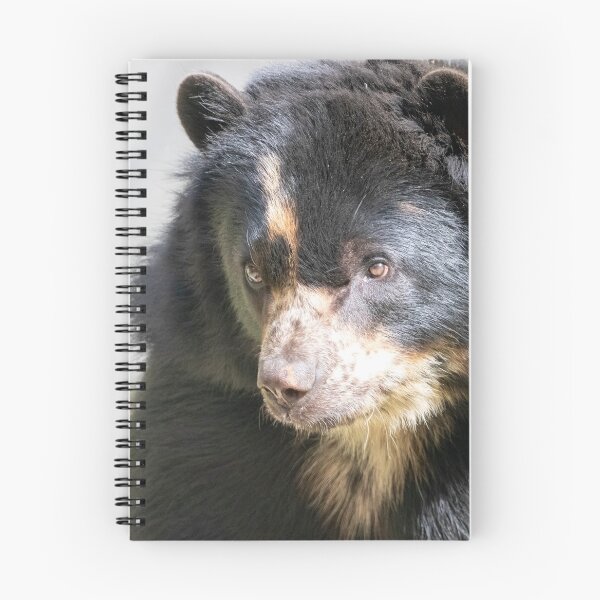 Item preview, Brienne the Andean Bear at the National Zoo designed and sold by Zoo and Nature Photography by Karie.