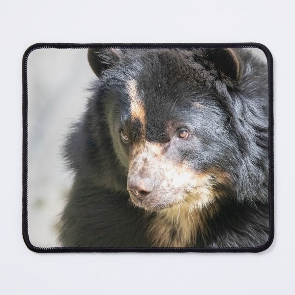 Item preview, Brienne the Andean Bear at the National Zoo designed and sold by Zoo and Nature Photography by Karie.