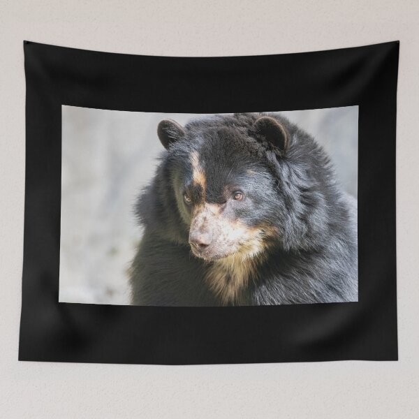 Item preview, Brienne the Andean Bear at the National Zoo designed and sold by Zoo and Nature Photography by Karie.