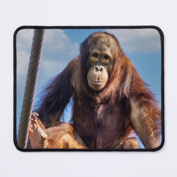Item preview, Redd the Orangutan at the National Zoo designed and sold by Zoo and Nature Photography by Karie.