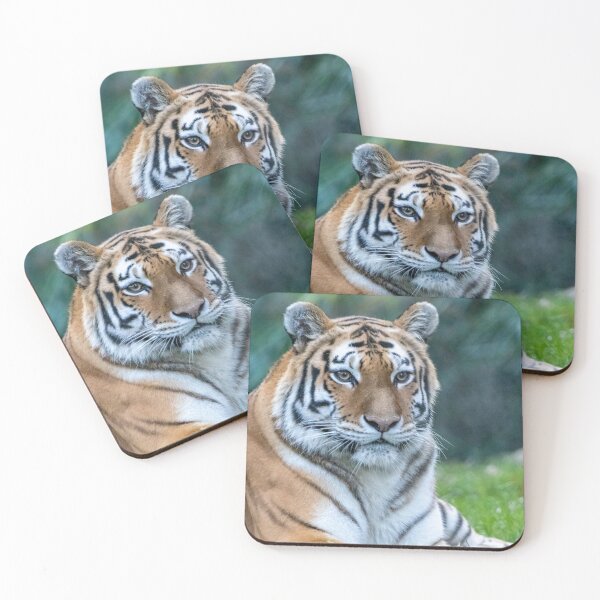 Item preview, Nikita the Amur Tiger at the National Zoo designed and sold by Zoo and Nature Photography by Karie.