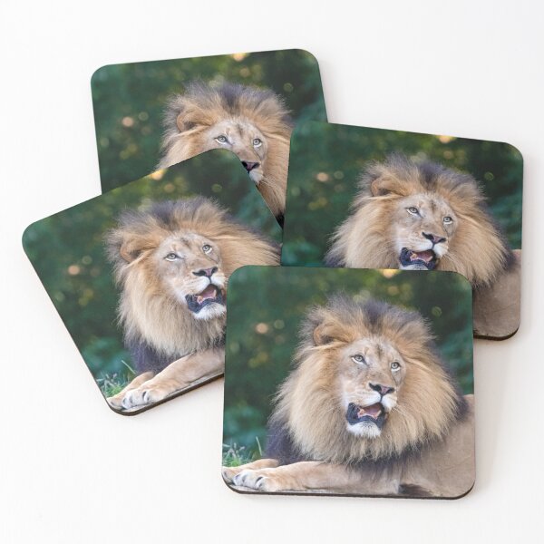 Item preview, Jumbe the Lion at the National Zoo designed and sold by Zoo and Nature Photography by Karie.
