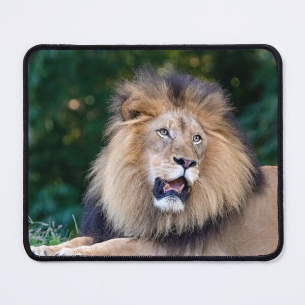 Item preview, Jumbe the Lion at the National Zoo designed and sold by Zoo and Nature Photography by Karie.