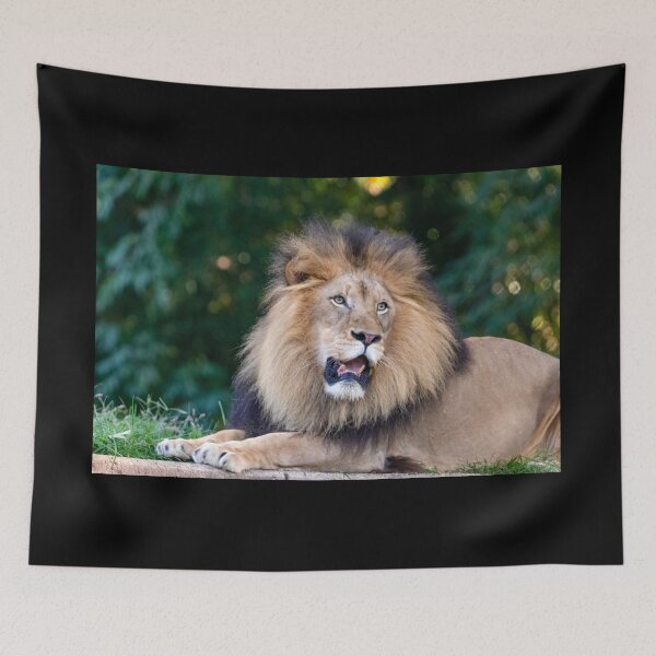Item preview, Jumbe the Lion at the National Zoo designed and sold by Zoo and Nature Photography by Karie.