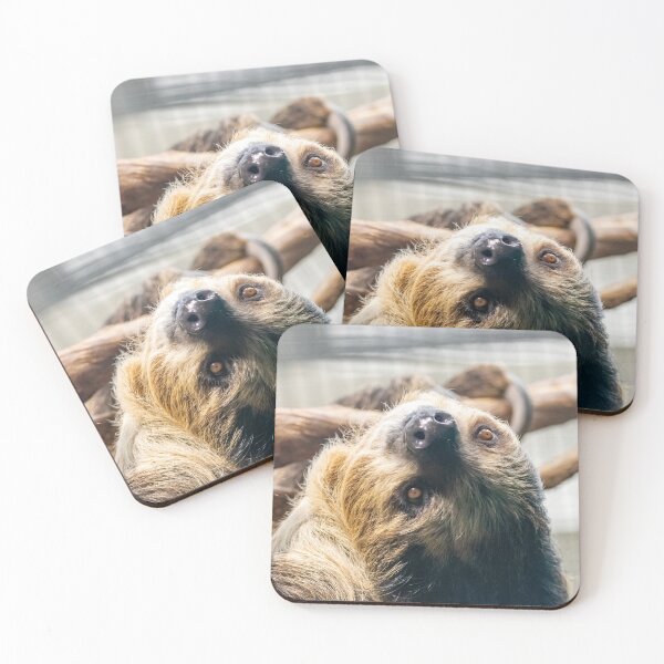 Item preview, Athena the Sloth at the National Zoo designed and sold by Zoo and Nature Photography by Karie.