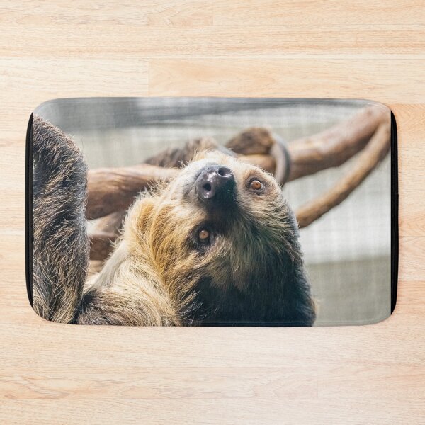 Item preview, Athena the Sloth at the National Zoo designed and sold by Zoo and Nature Photography by Karie.