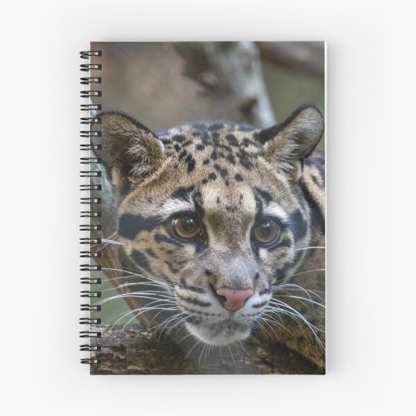 Item preview, Jilian the Clouded Leopard at the National Zoo designed and sold by Zoo and Nature Photography by Karie.