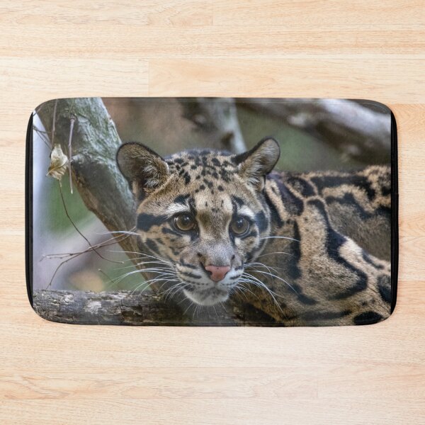 Item preview, Jilian the Clouded Leopard at the National Zoo designed and sold by Zoo and Nature Photography by Karie.