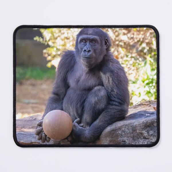 Item preview, Gorilla Moke at the National Zoo designed and sold by Zoo and Nature Photography by Karie.