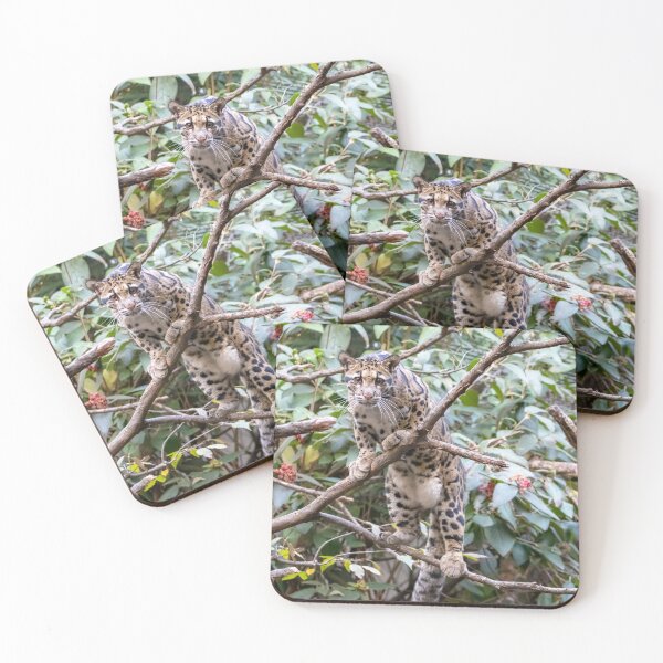 Item preview, Jilian the Clouded Leopard at the National Zoo designed and sold by Zoo and Nature Photography by Karie.