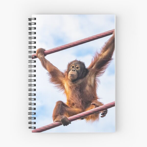 Item preview, Orangutan Redd at the National Zoo designed and sold by Zoo and Nature Photography by Karie.