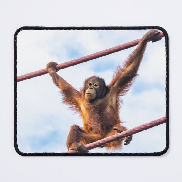 Item preview, Orangutan Redd at the National Zoo designed and sold by Zoo and Nature Photography by Karie.