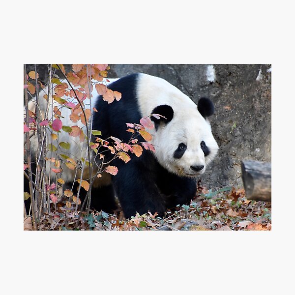 Giant Panda Tian Tian at the National Zoo Photographic Print