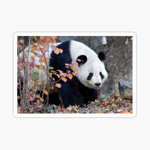 Item preview, Giant Panda Tian Tian at the National Zoo designed and sold by Zoo and Nature Photography by Karie.
