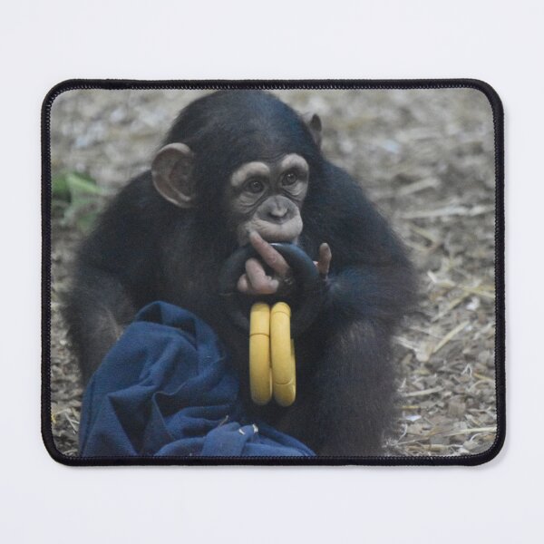 Item preview, Chimpanzee Maisie at the Maryland Zoo designed and sold by Zoo and Nature Photography by Karie.