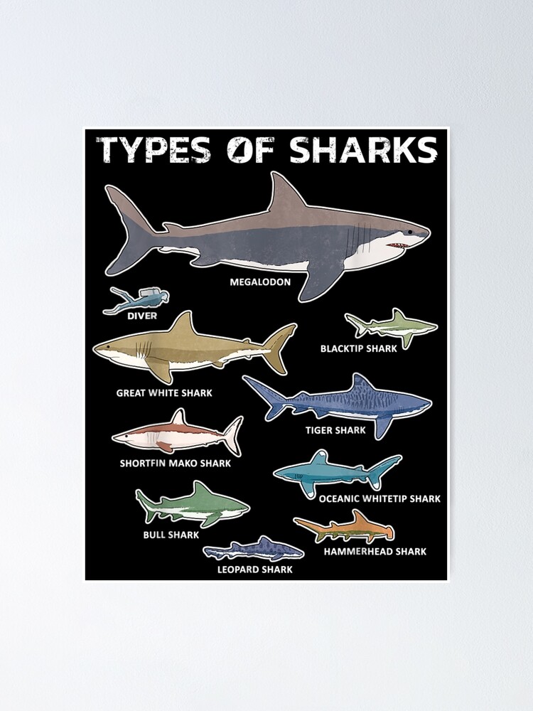 Types of Sharks Cool Shark Poster