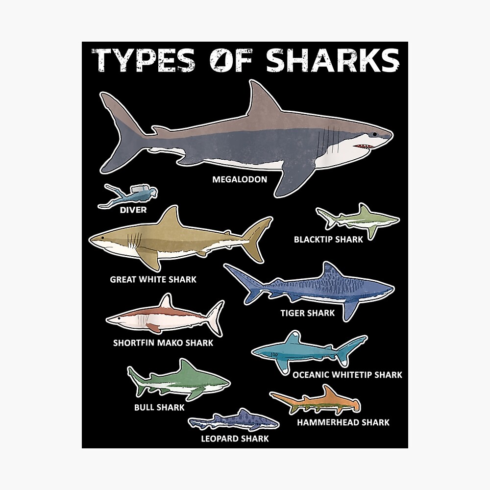 9 Types Of Sharks  Poster for Sale by KaelynDerick