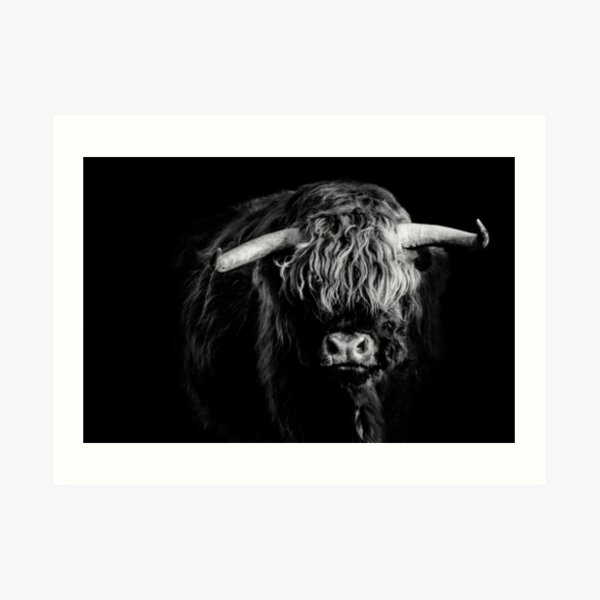 Highland Cattle - Bull On Black Art Print