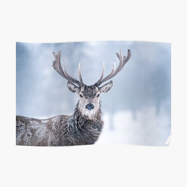 Red Deer - Blizzard Portrait Poster