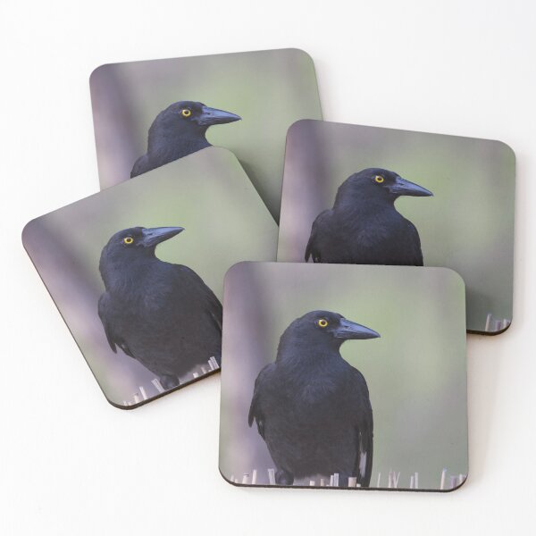 Item preview, Pied Currawong  designed and sold by MargsNaturePix.