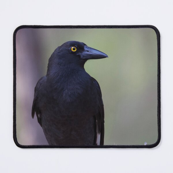 Item preview, Pied Currawong designed and sold by MargsNaturePix.