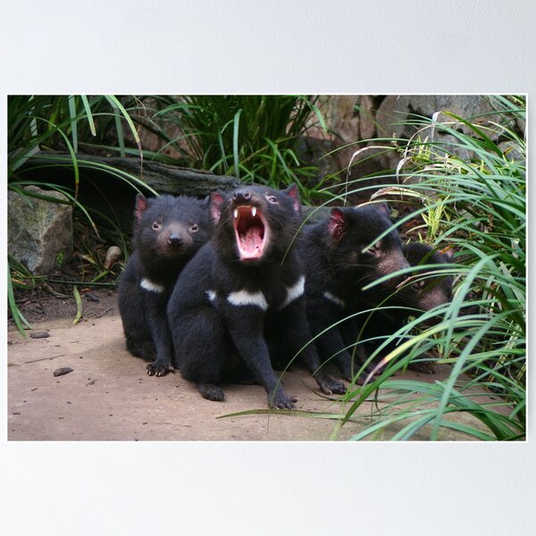 Artikelvorschau, Tasmanische Teufel im Zoo, Australien entworfen und verkauft von FranWest.