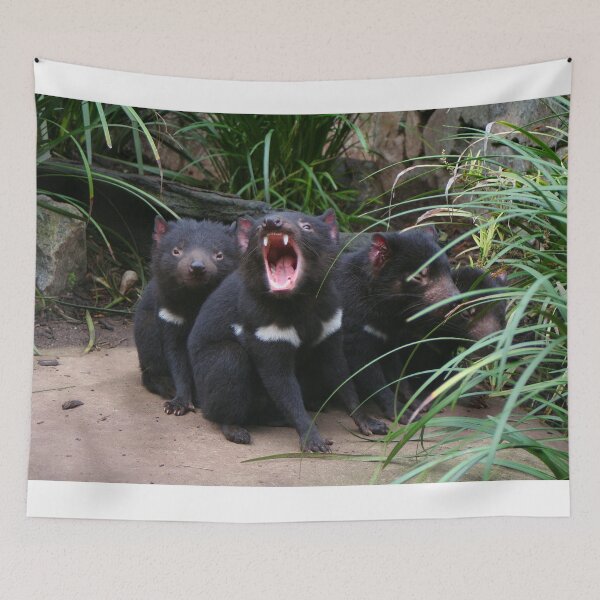 Item preview, Tasmanian devils at the zoo, Australia designed and sold by FranWest.