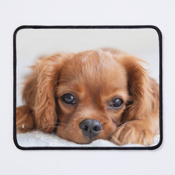Item preview, Cute Cavalier Puppy designed and sold by cgroenewald.
