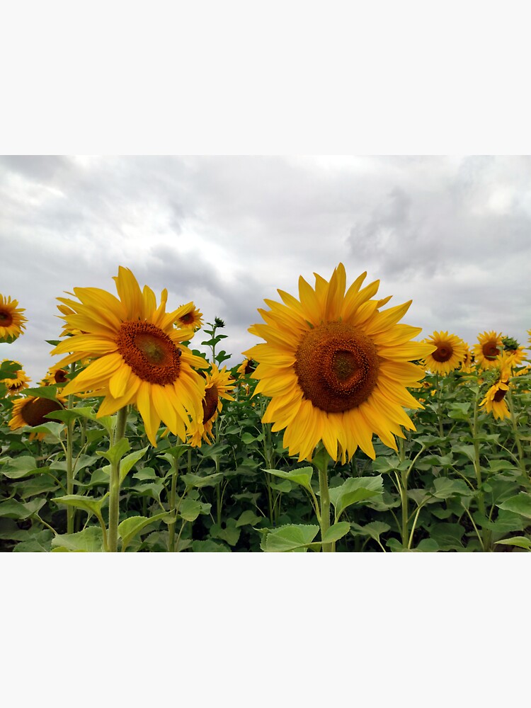 Sonnenblume von Gourmetkater