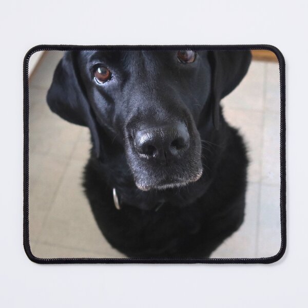 Item preview, Sia 8 years old Labrador designed and sold by Trine.