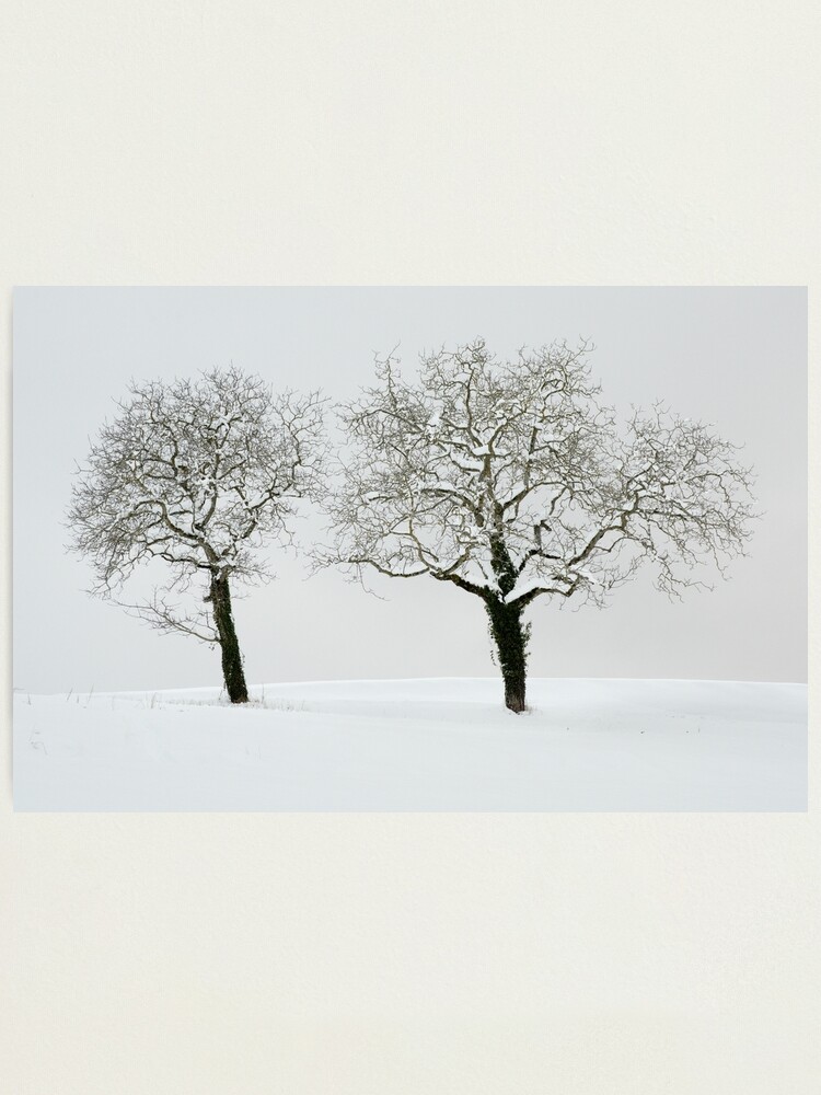 Thumbnail 2 of 3, Photographic Print, Two trees in the snow designed and sold by patmo.