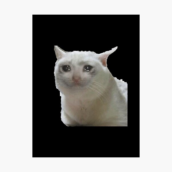 Impressions Photo Sur Le Theme Meme De Chat Triste Redbubble