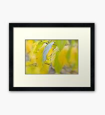 Lemon Lime Framed Print