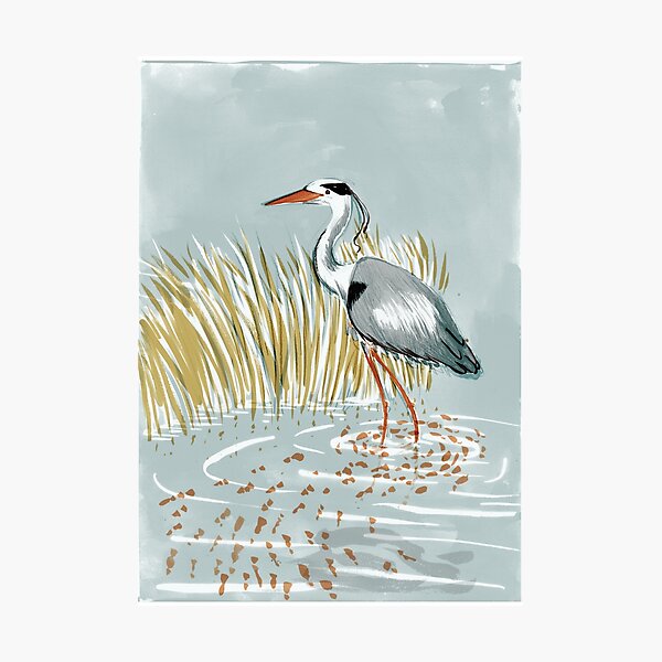Heron Photographic Print