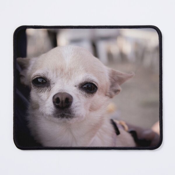 Item preview, Chihuagua dog designed and sold by GemaIbarra.