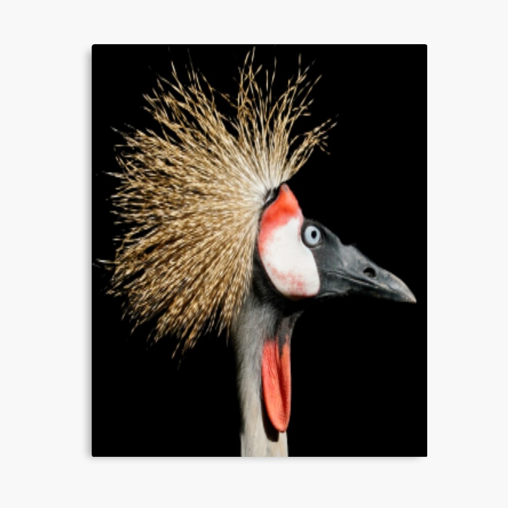 It's All About The Hair - Funny Bird - Crane