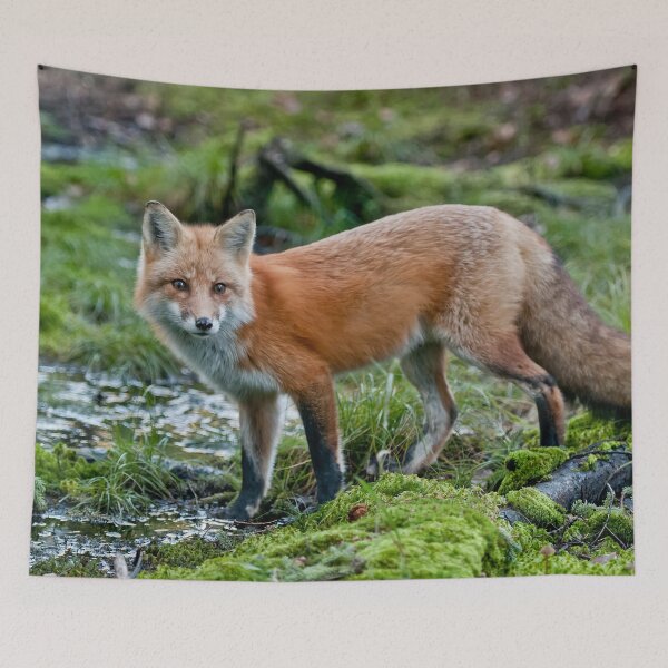 Item preview, Red Fox designed and sold by Fox-Images.