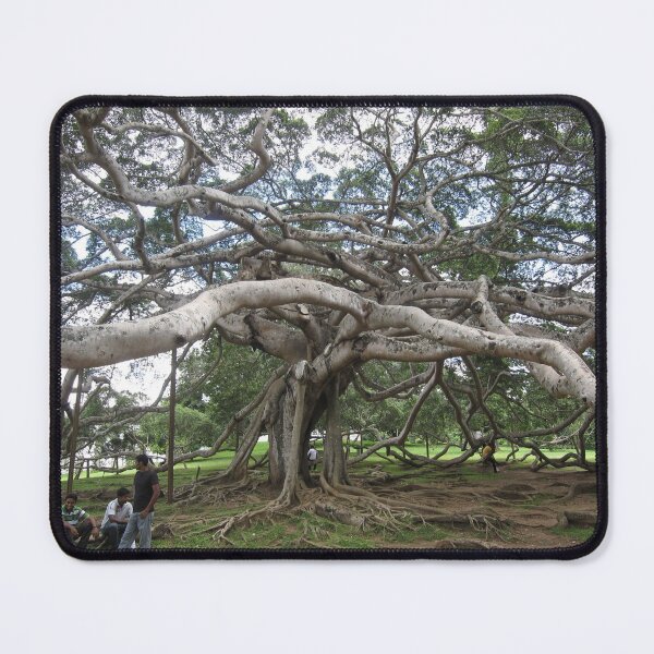 Item preview, The Ugly Tree...Sri Lanka.. designed and sold by ronsaunders47.