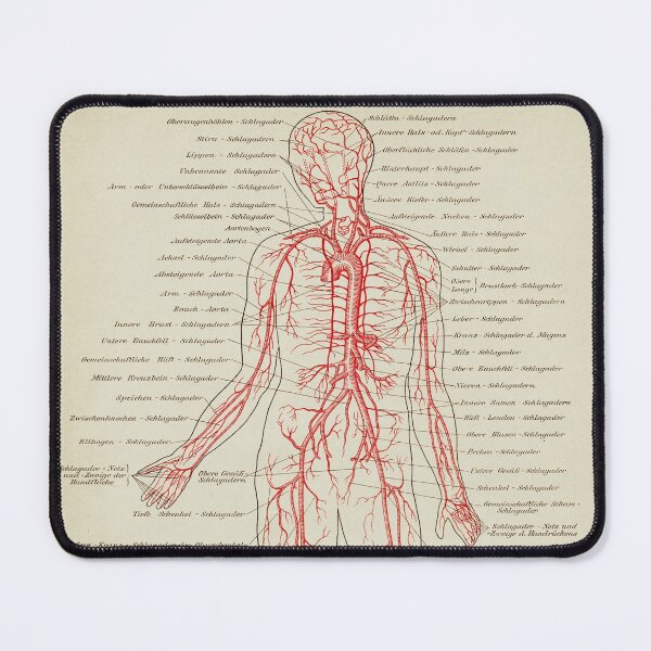 Item preview, Vintage Anatomy, Veins, Circulatory System designed and sold by LeAllureVintage.