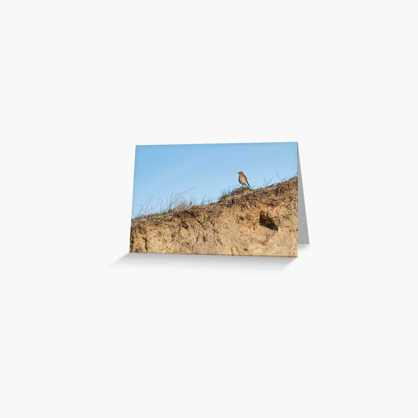 Northern wheatear on top of a dune Greeting Card