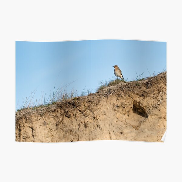 Northern wheatear on top of a dune Poster