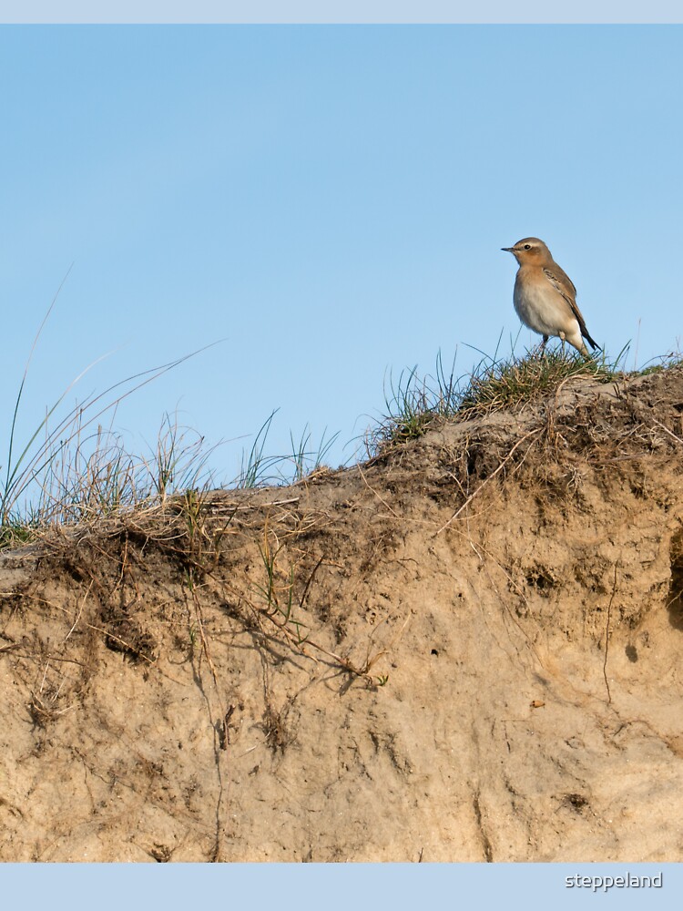 Thumbnail 7 of 7, Classic T-Shirt, Northern wheatear on top of a dune designed and sold by steppeland.