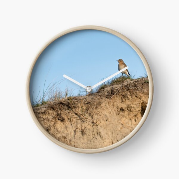 Northern wheatear on top of a dune Clock