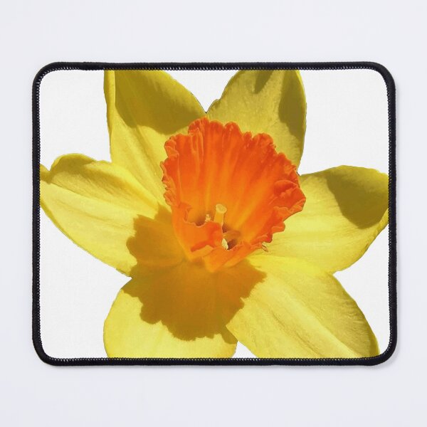 Item preview, Daffodil Emblem Isolated On White designed and sold by taiche.