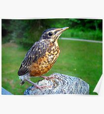 fledgling Poster