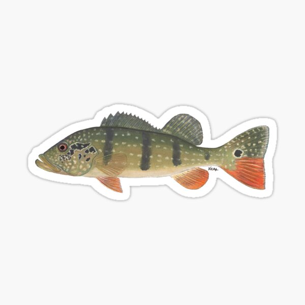 Peacock Bass Fly Fishing Outdoors Nature Sticker Decal 